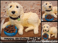 PUPPY-CAKE