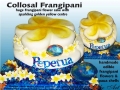 FRANGIPANI