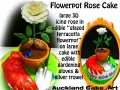 FLOWERPOT ROSE
