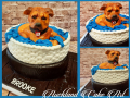 BROOKES-PUPPY